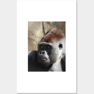 Gorilla Posters and Art